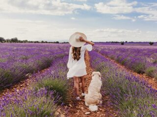 lavanta festivali nerede