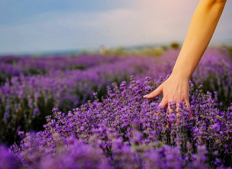 lavanta festivali nezaman