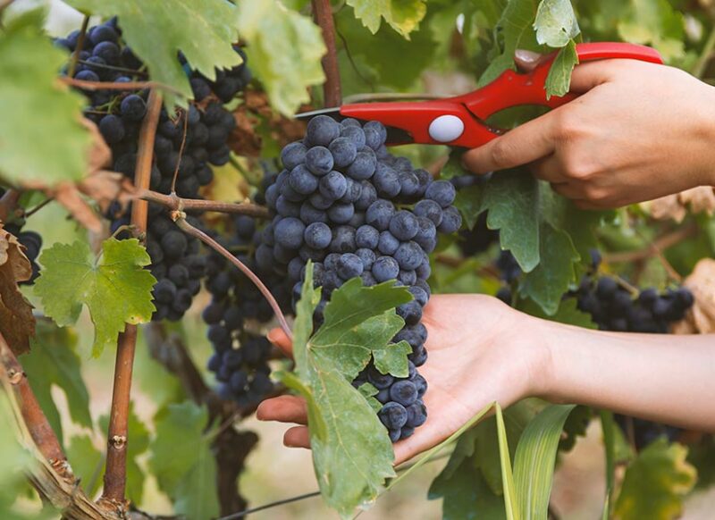 bağ bozumu bozcaada