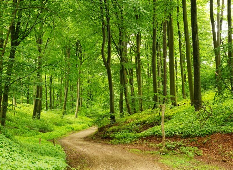 yenice ormanları karabük