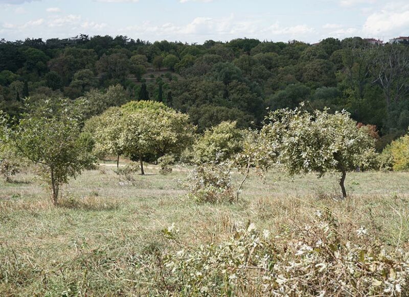 istanbul validebağ korusu nerede