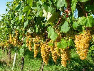bağ bozumu festivalleri