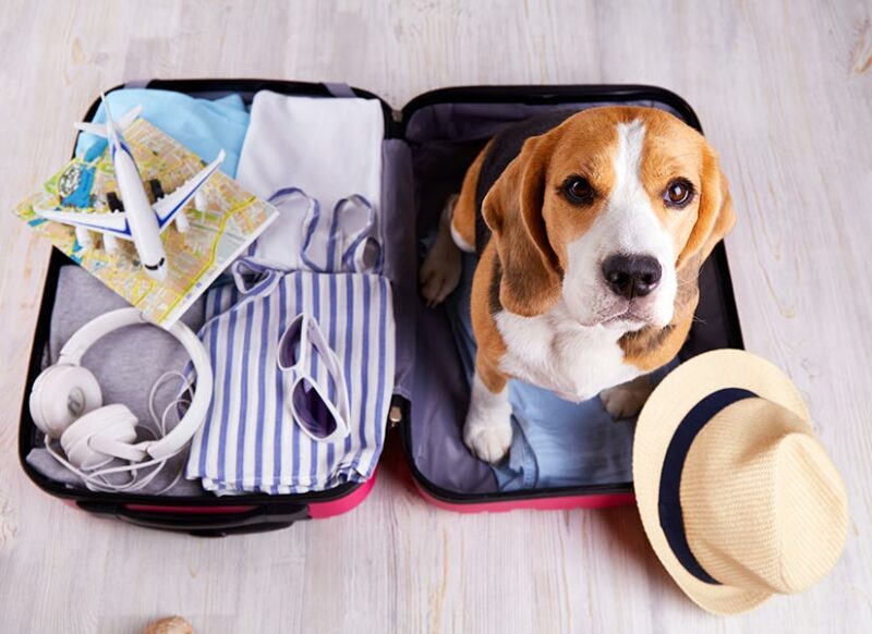 antalya hayvan dostu otel