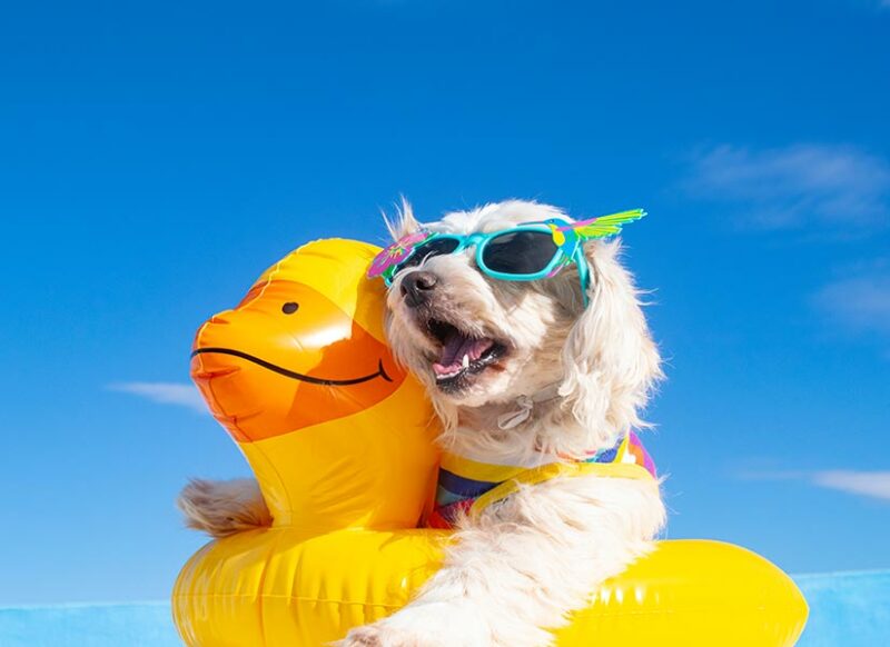 evcil hayvan kabul eden otel