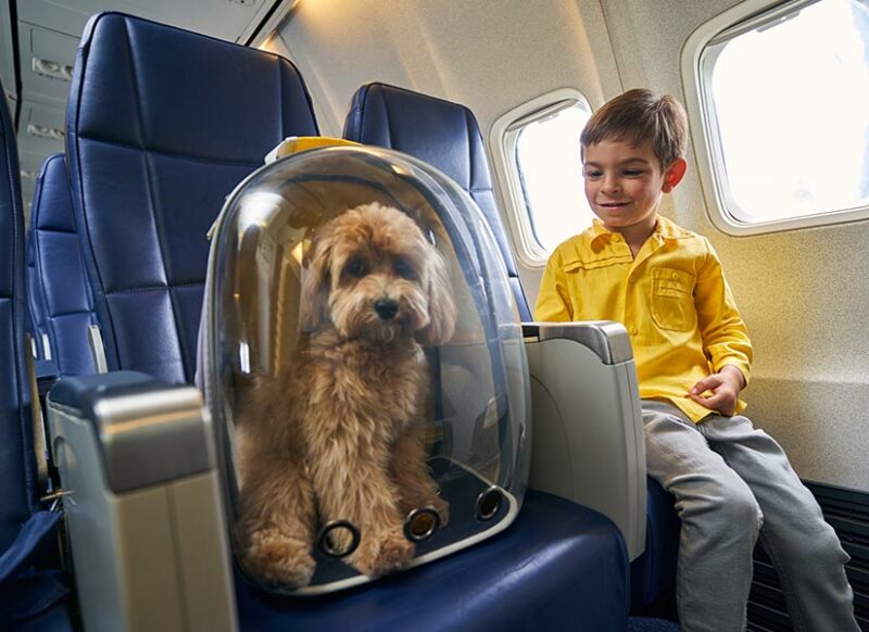 muğla hayvan dostu otel