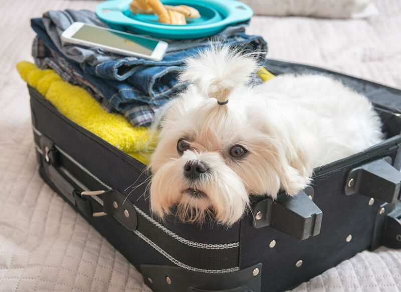 samsun hayvan dostu otel